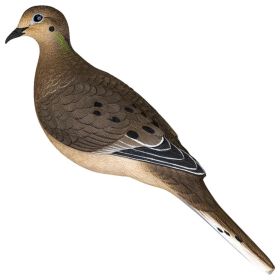 ZINK DOVE DECOY AXP FULL BODY/ 6 PACK